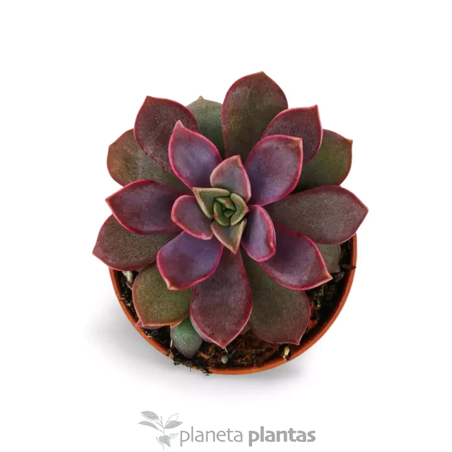 Echeveria Perla Purpura