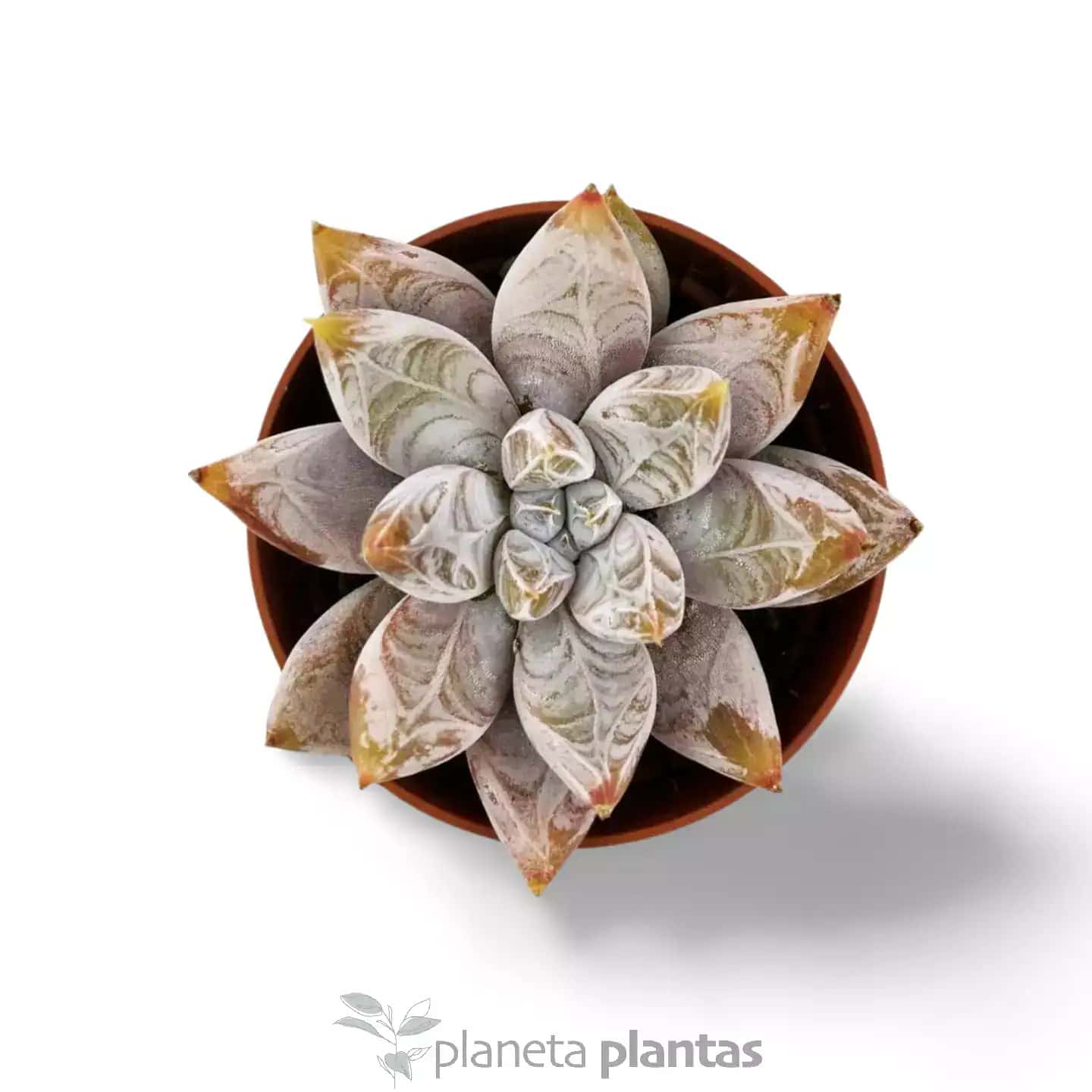 Echeveria Tolimanensis