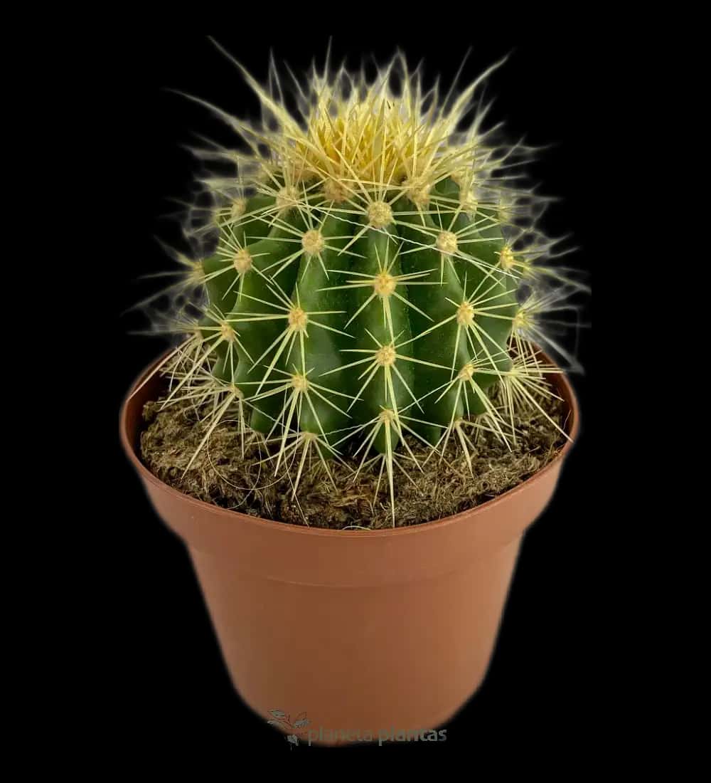Barril De Oro - (Echinocactus Grusonii  Al)