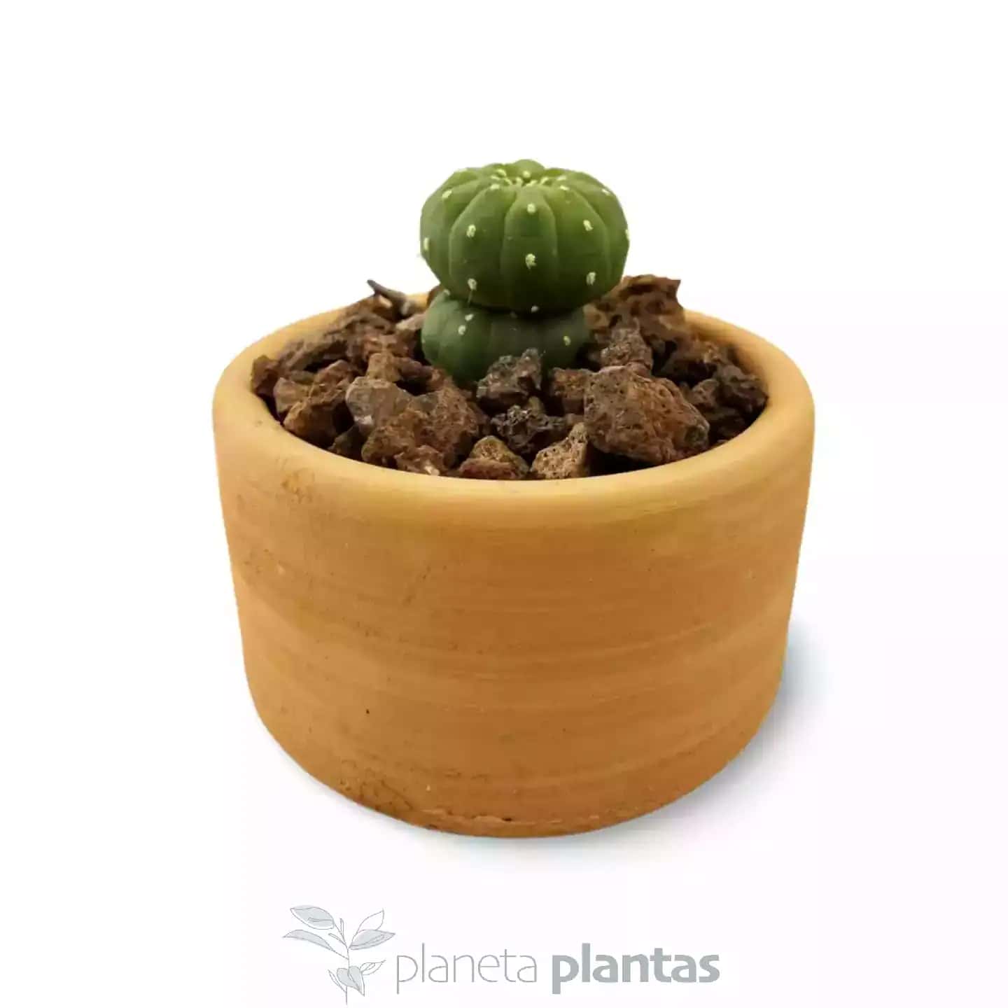 Echinopsis Subdenudata Variedad
