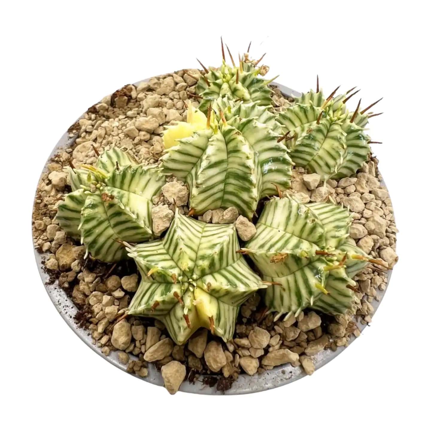 Euphorbia meloformis variegado