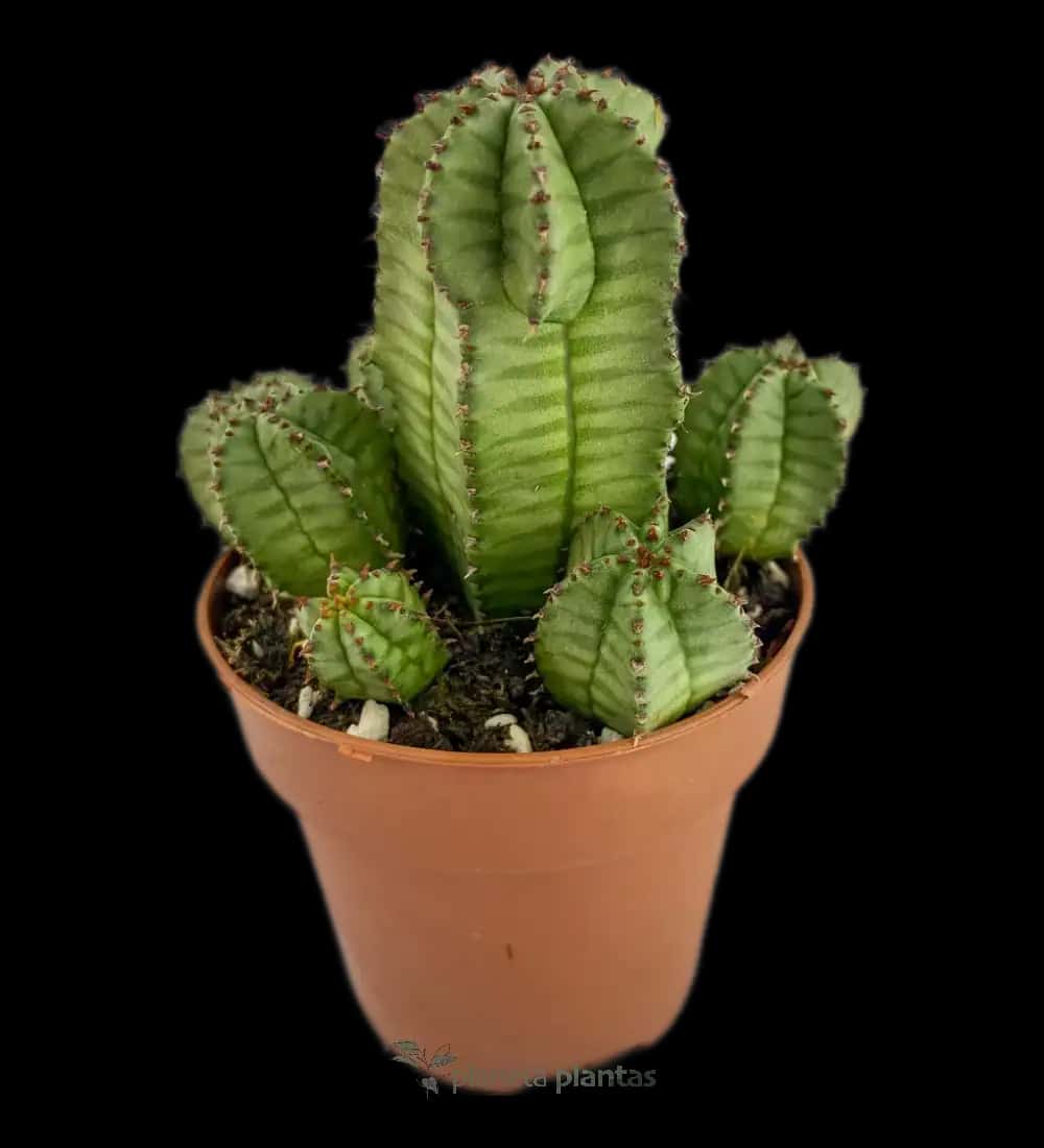 Euphorbia Polygona  B