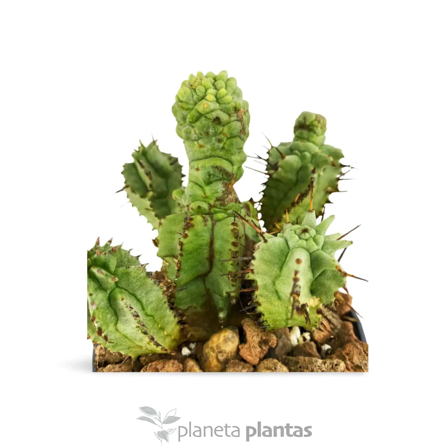 Euphorbia Horrida monstruosa
