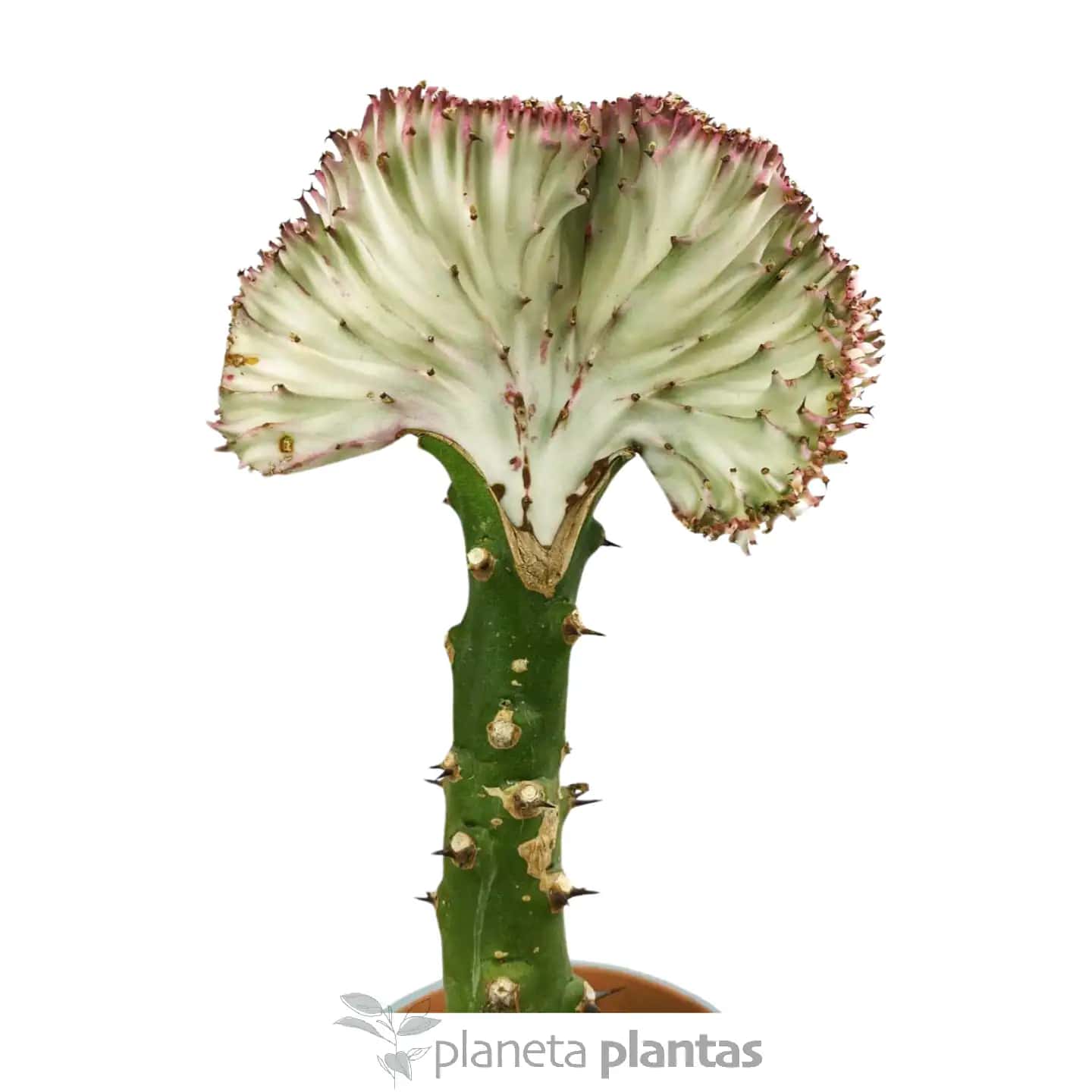 Euphorbia Lctea Cristata Pink