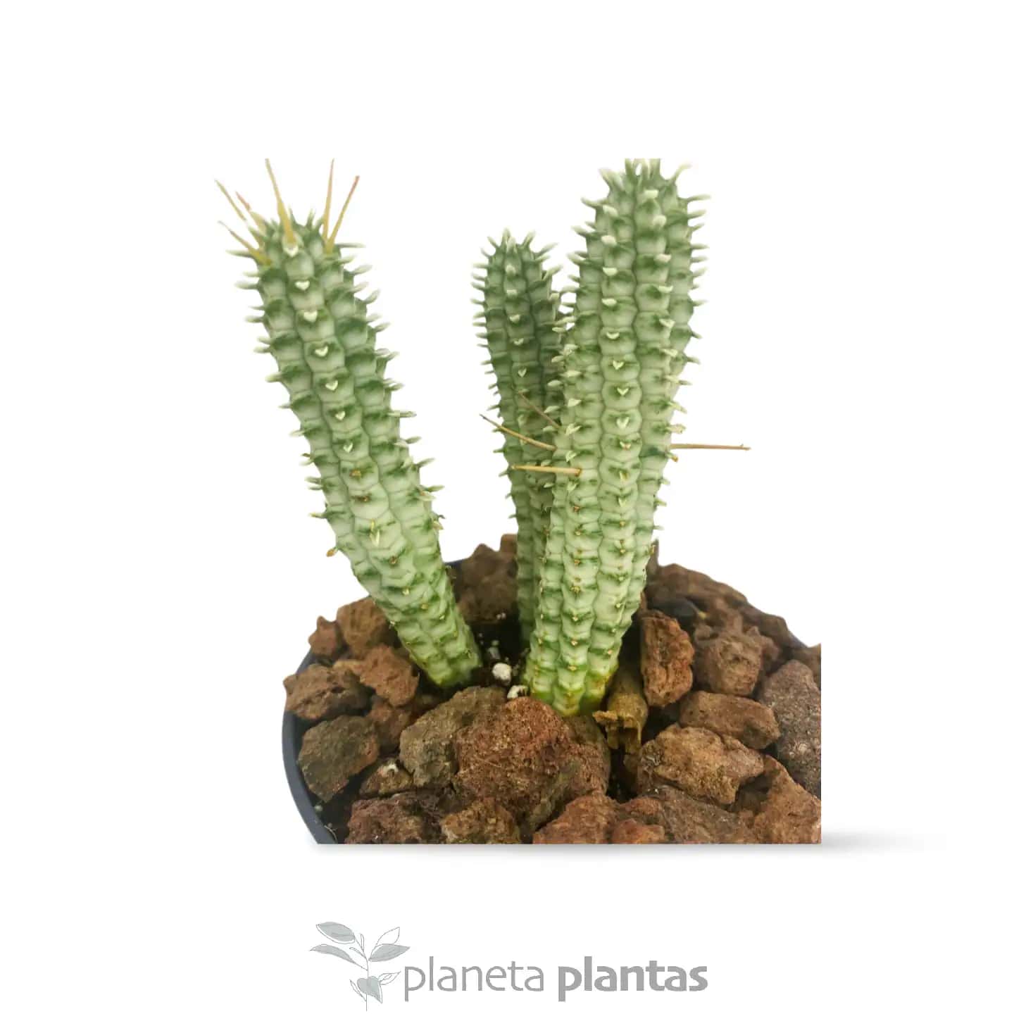 Euphorbia Mammillaris Variegata