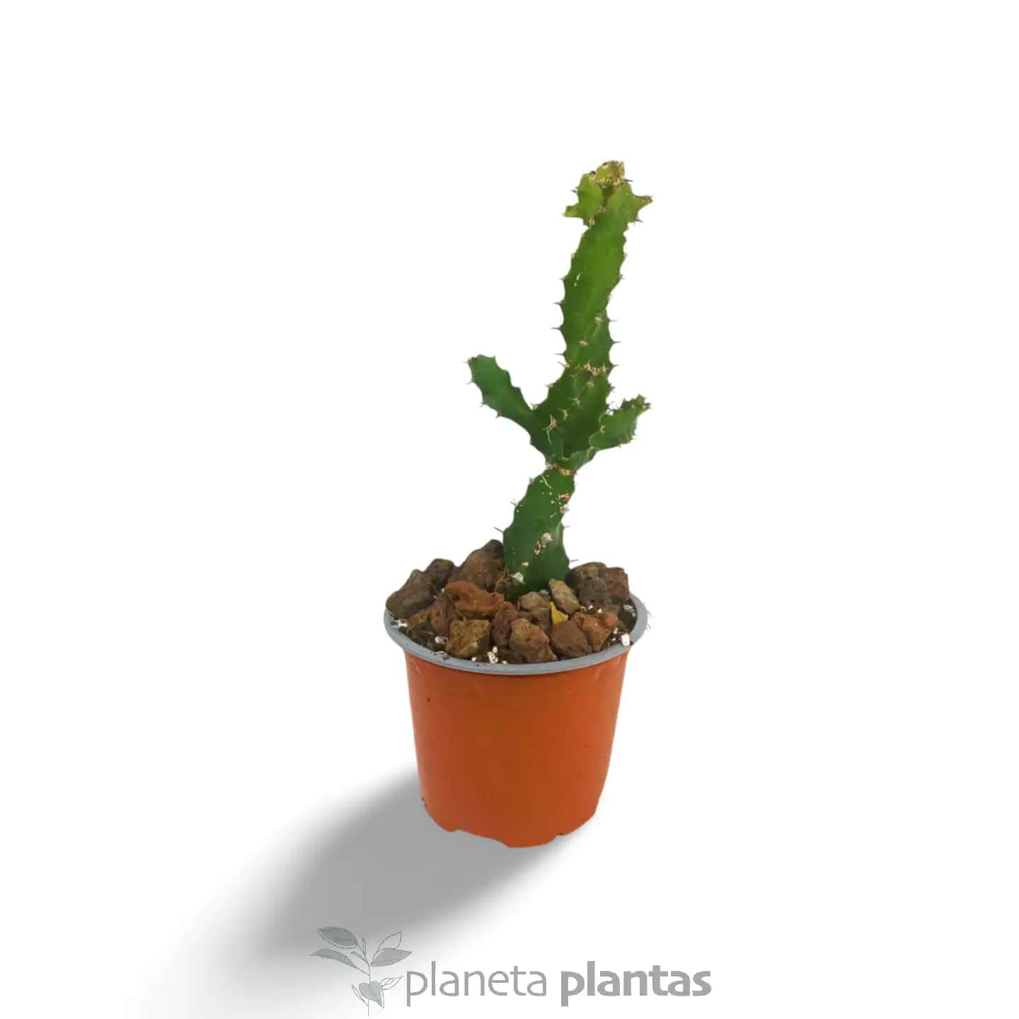 Euphorbia Spiralis