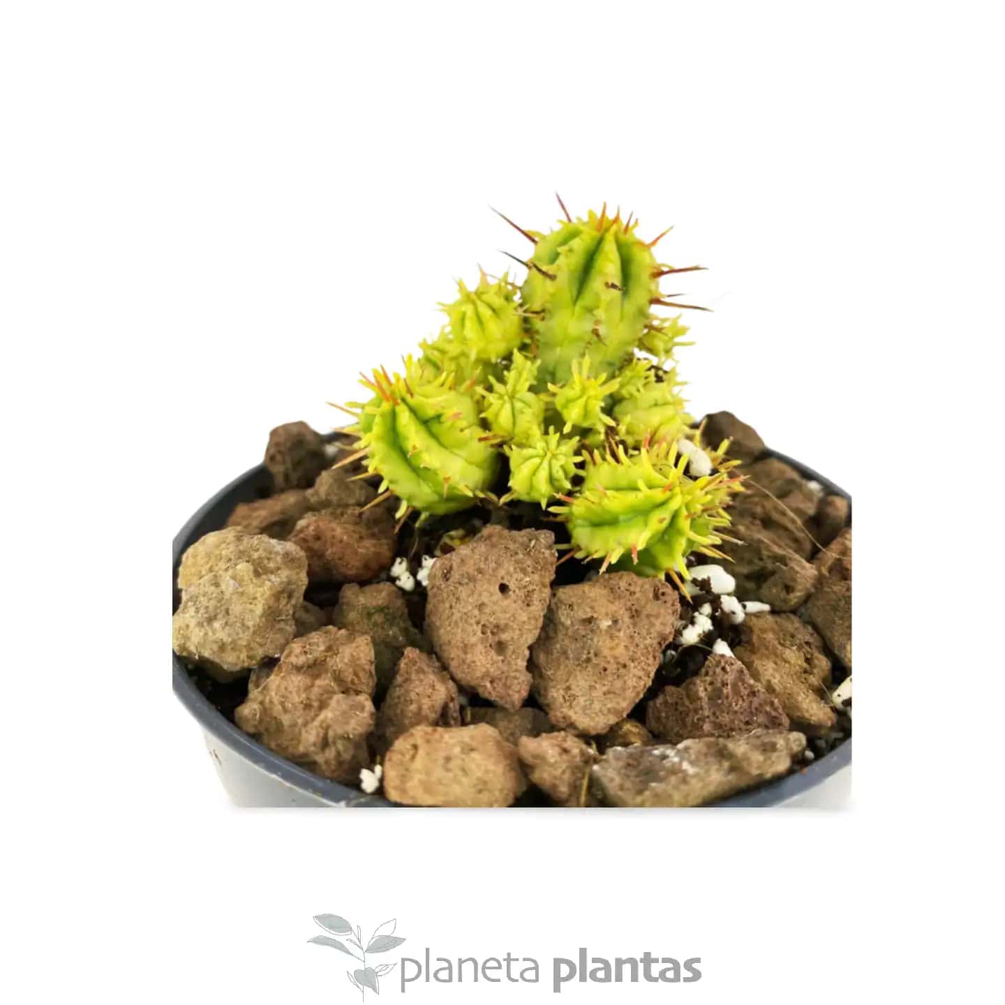 Euphorbia Aggregata Variegata