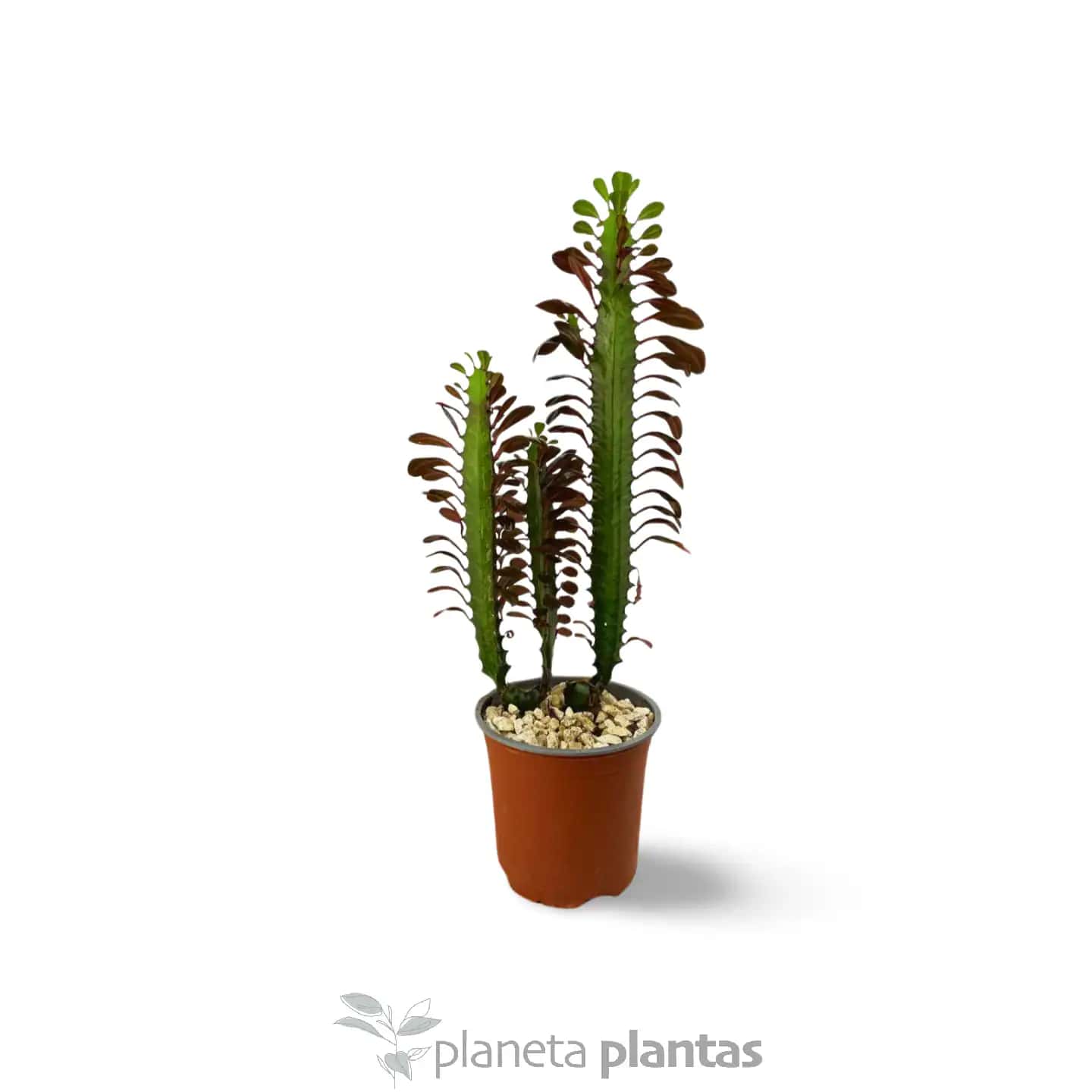 Euphorbia Trigona Rubra