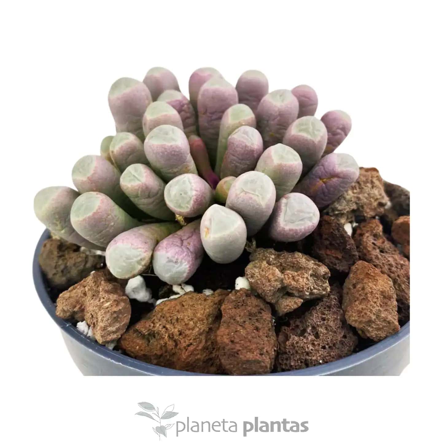 Fenestraria Aurantiaca
