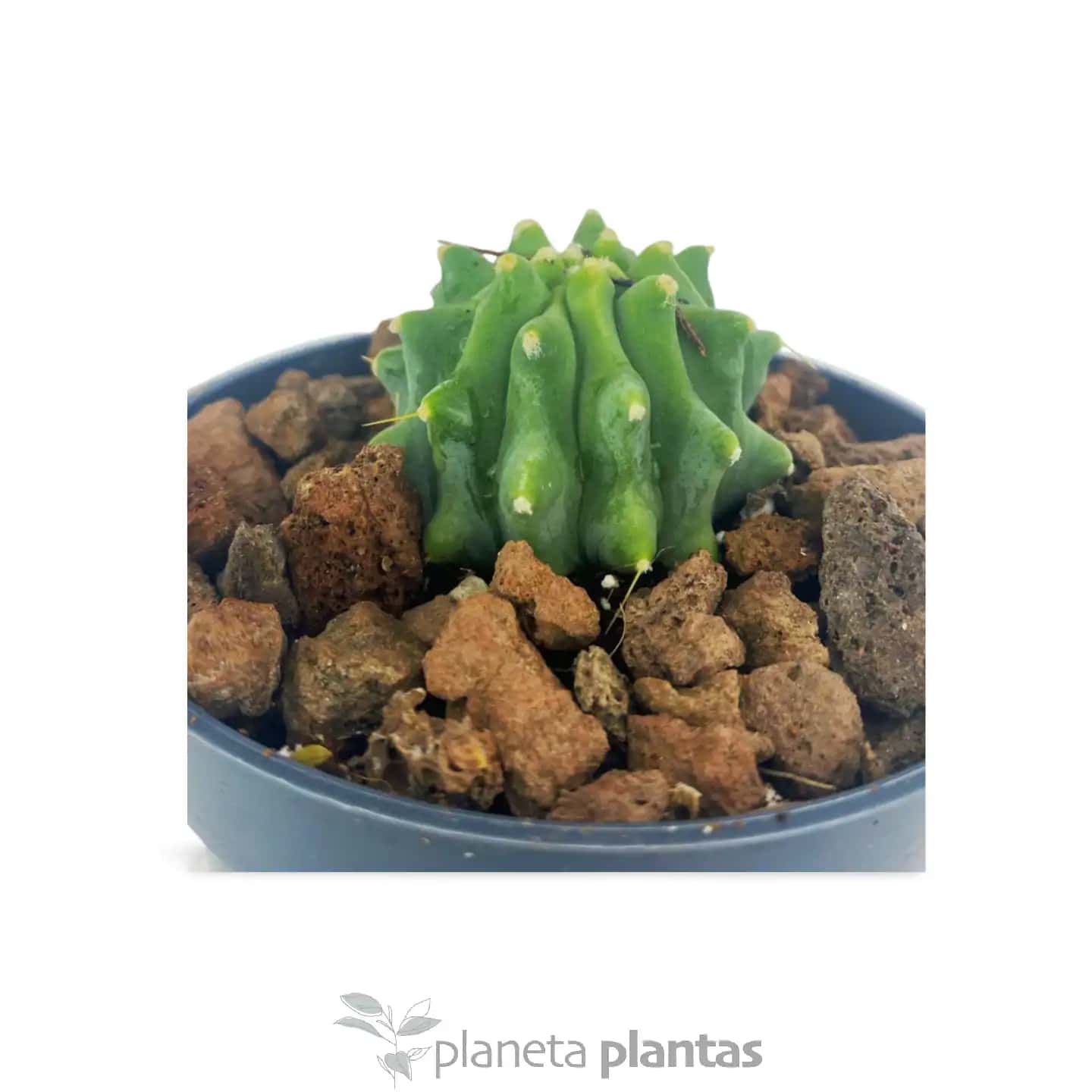 Ferocactus Glaucescens
