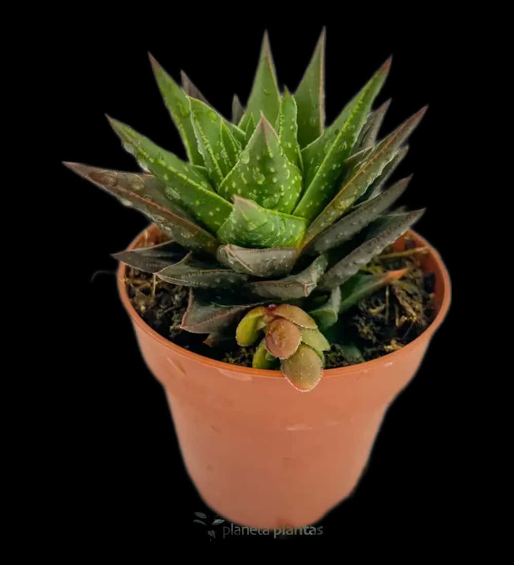 Mini Aloe - (Gasteraloe Flow Mini)