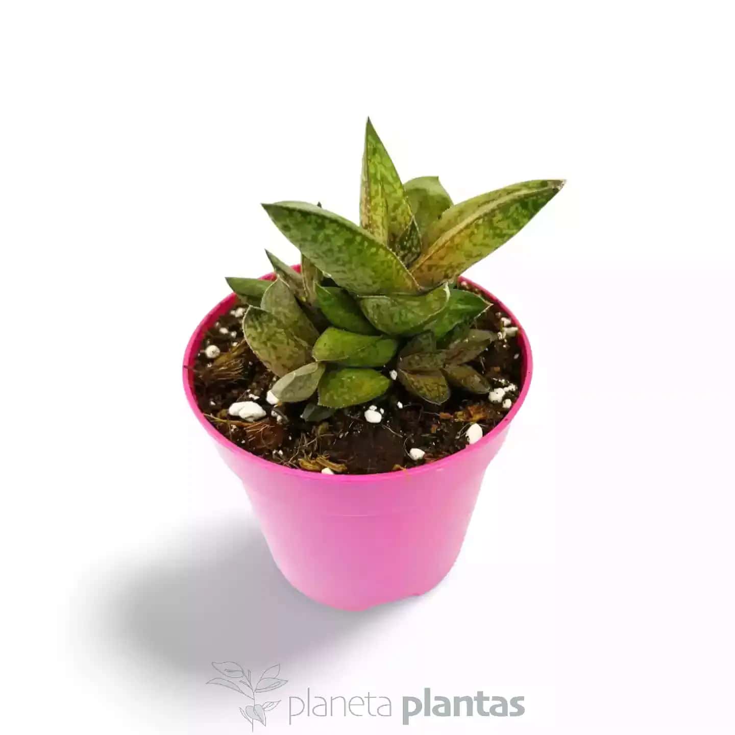 Gasteria Excelsa