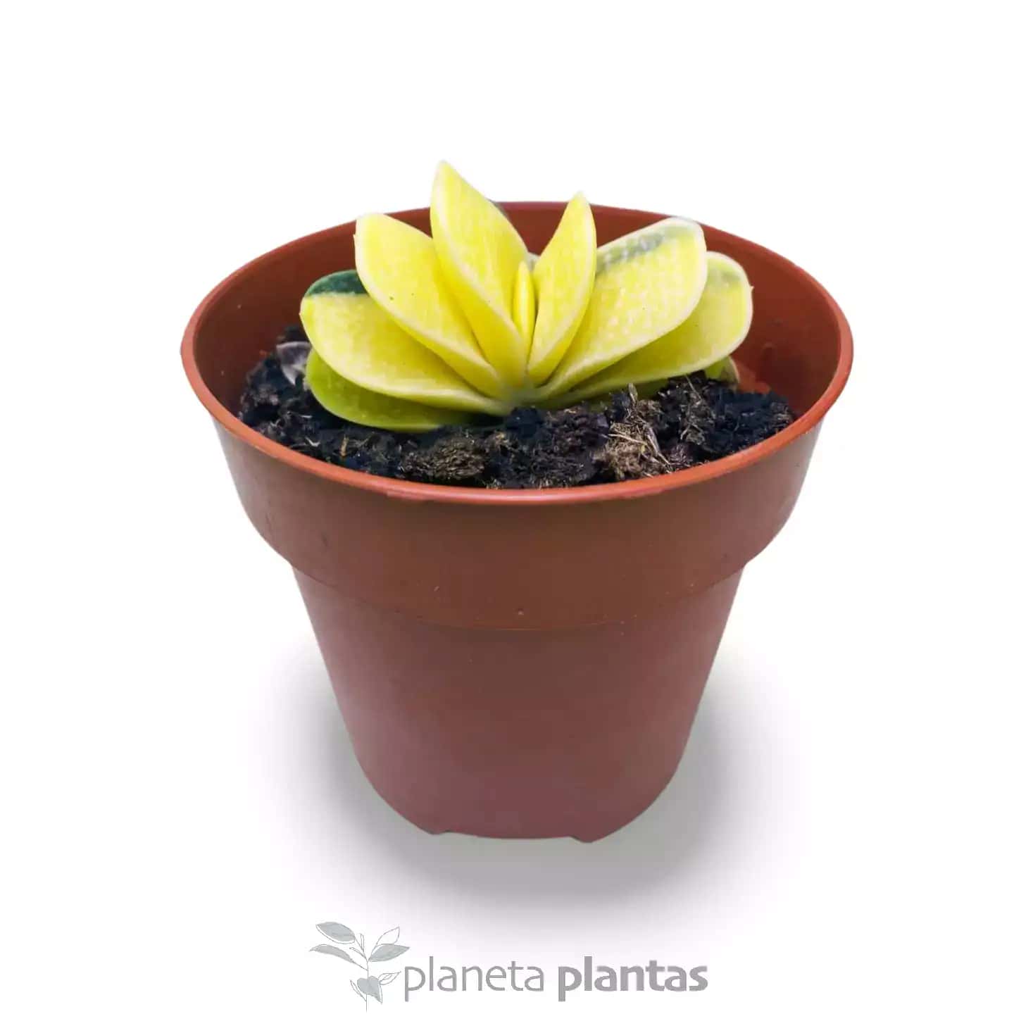 Gasteria  Gracilis  f  variegata