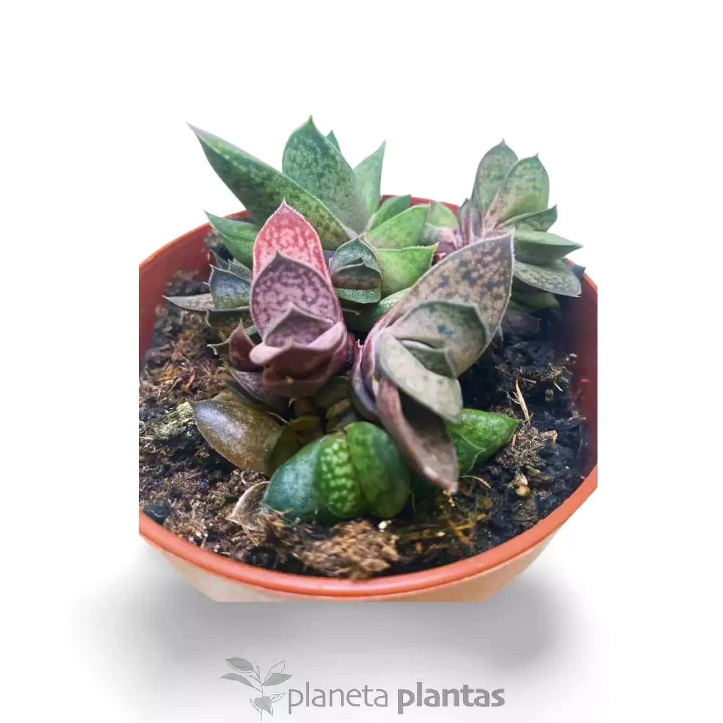 Gasteria var  Pink