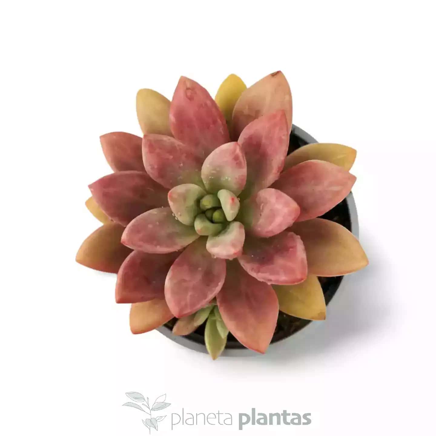 Graptoveria Pink Donna