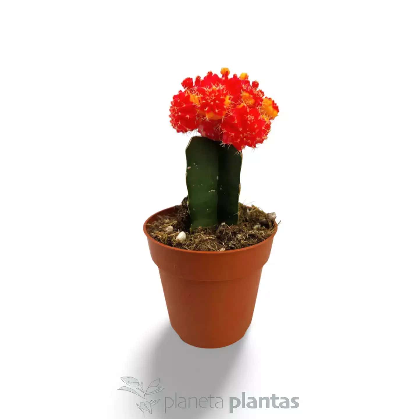 Gymnocalycium mihanovichii rojo-amarillo