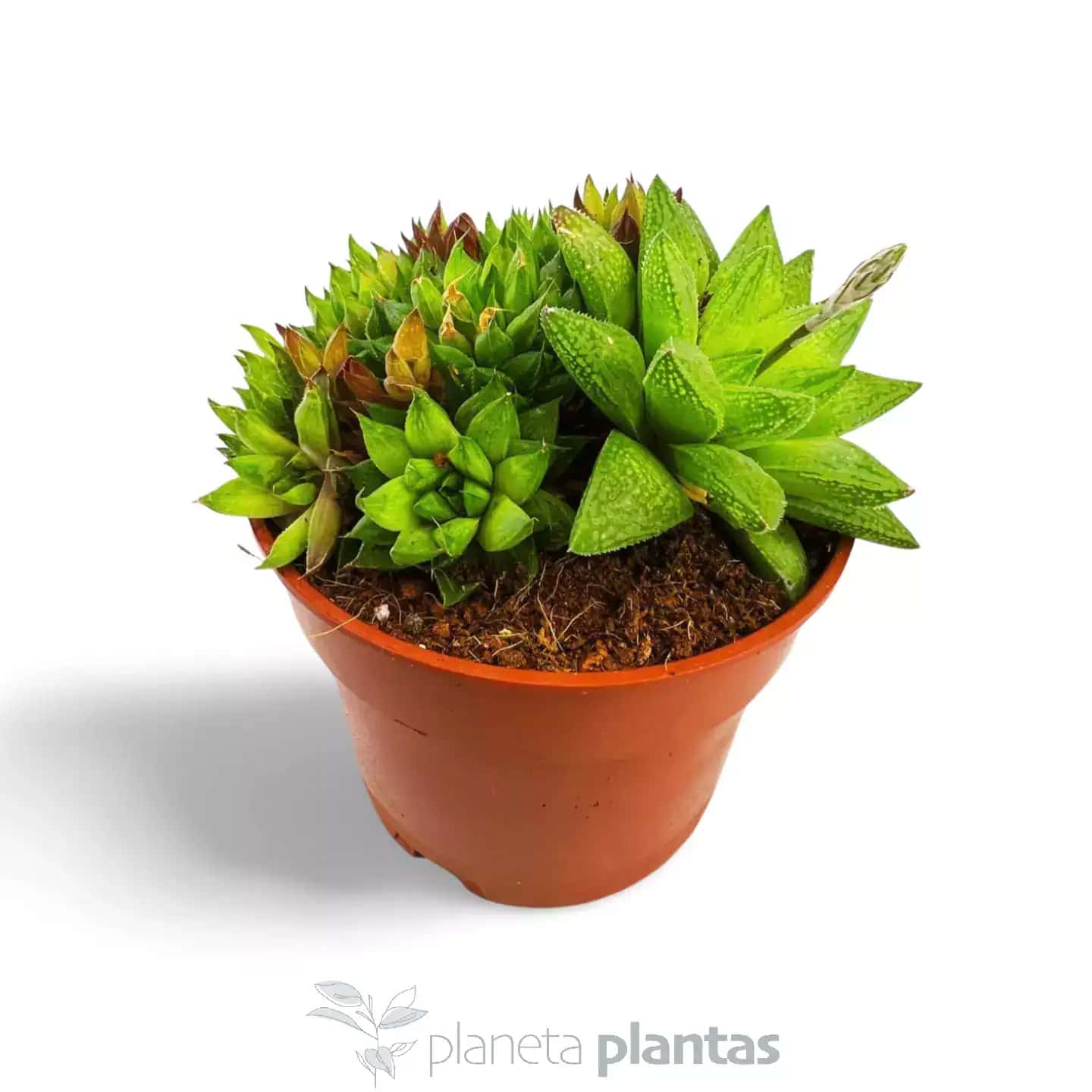 Haworthia marumiana var. batesiana