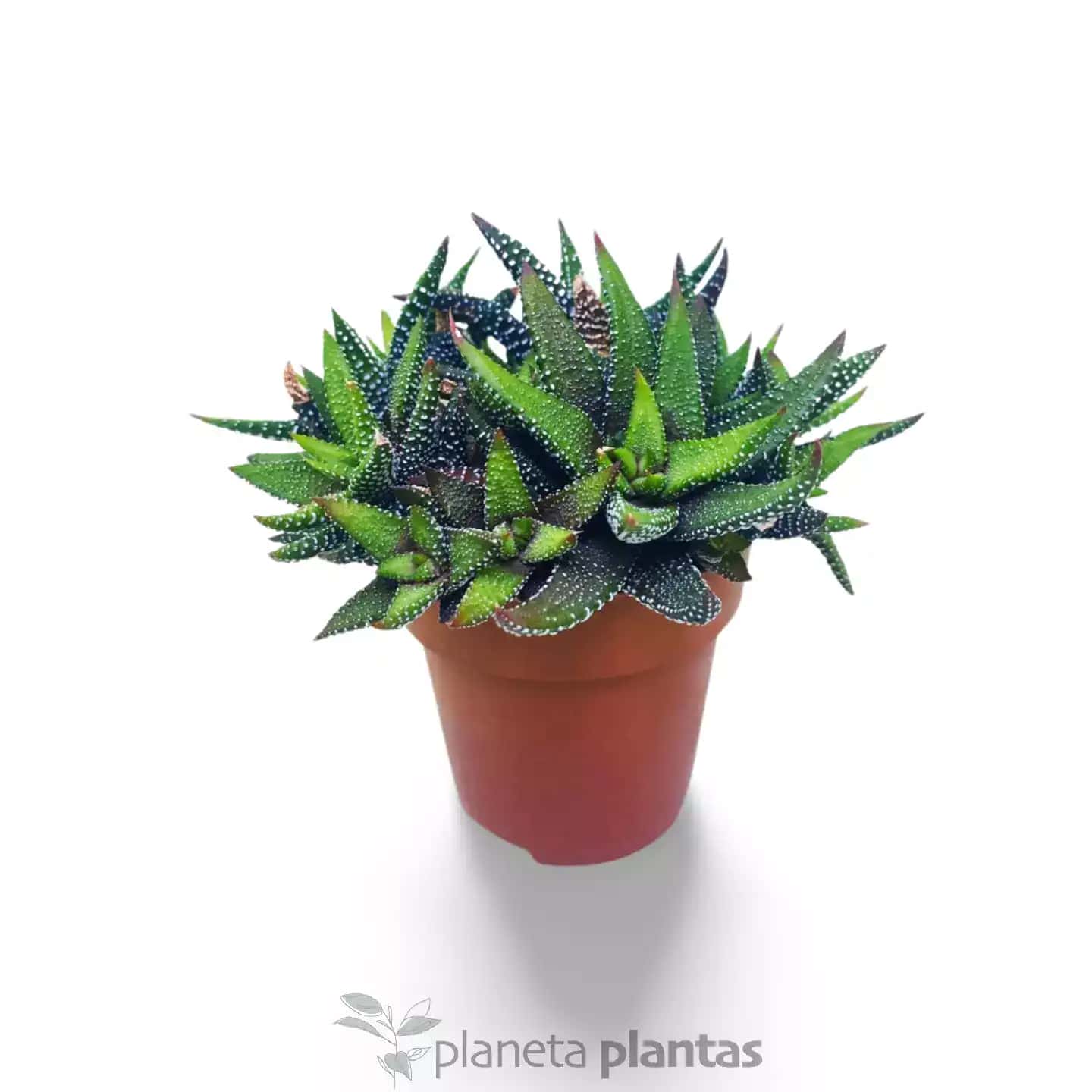 Haworthia CV Pearl Drops