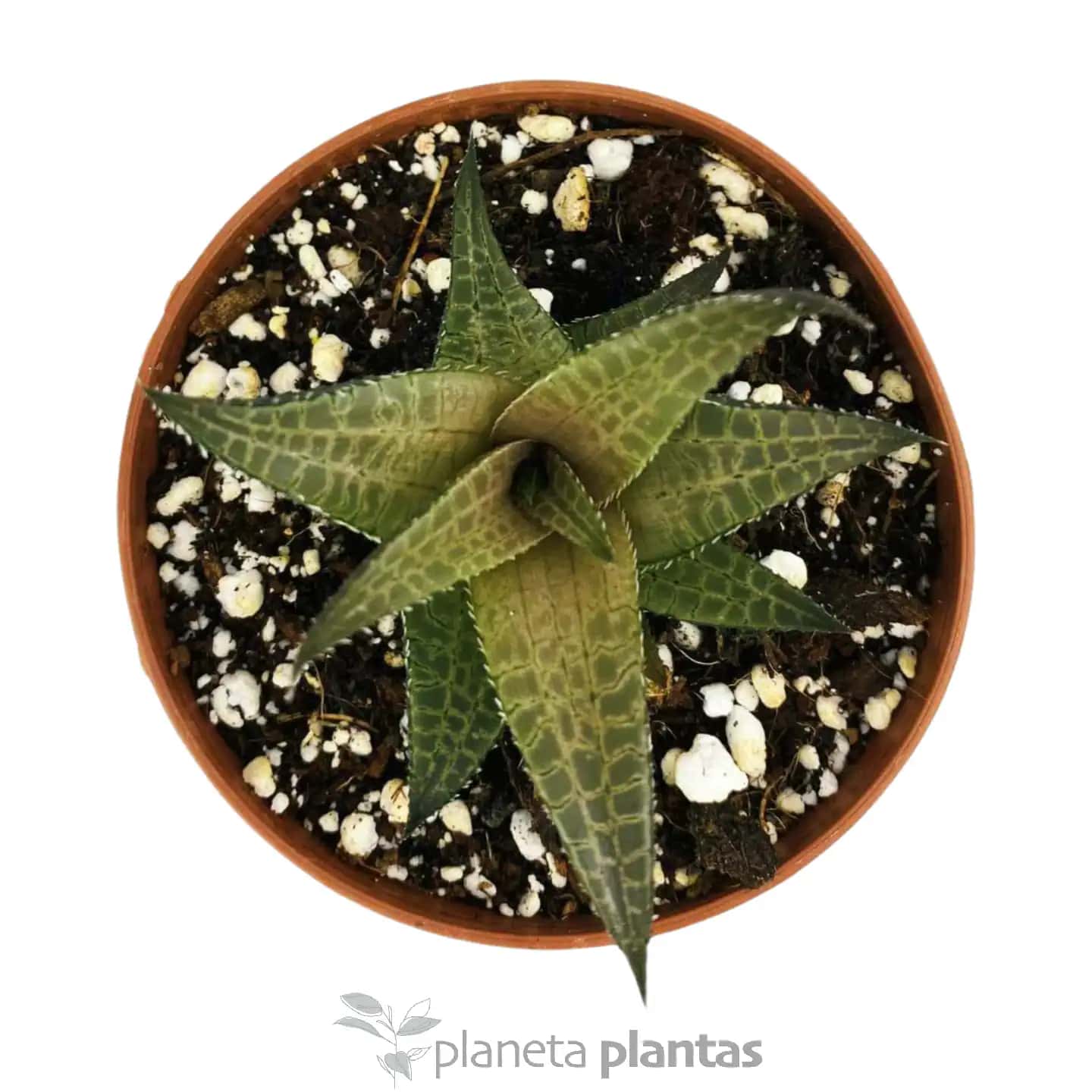 Haworthia Tessellata