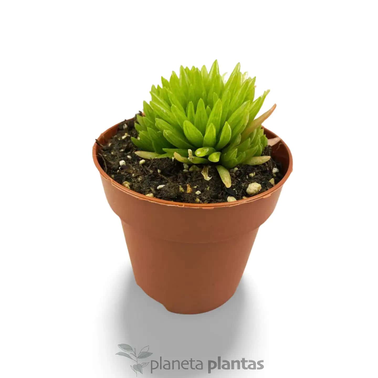 Haworthia Kikuhigasa