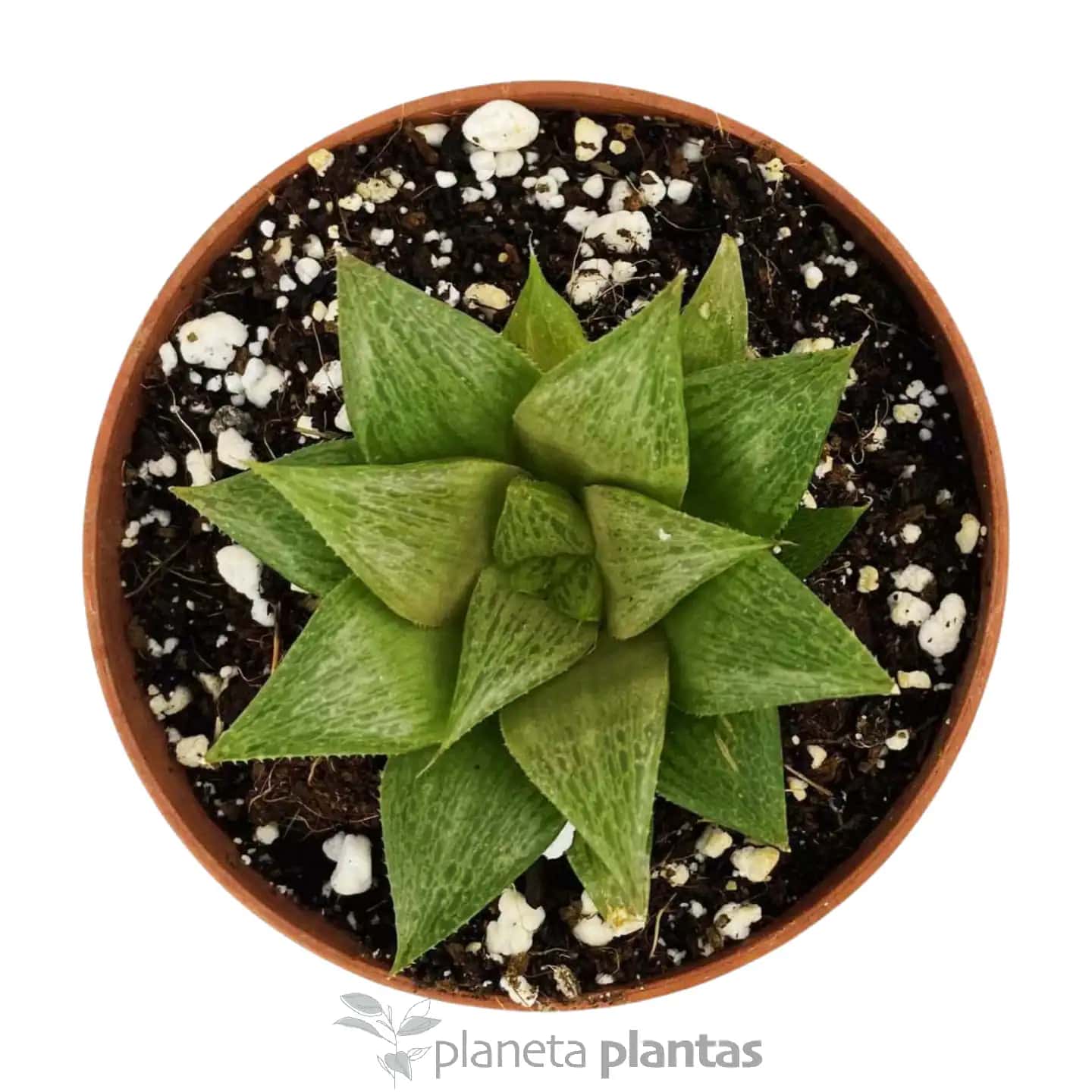 Haworthia Retusa Variegata