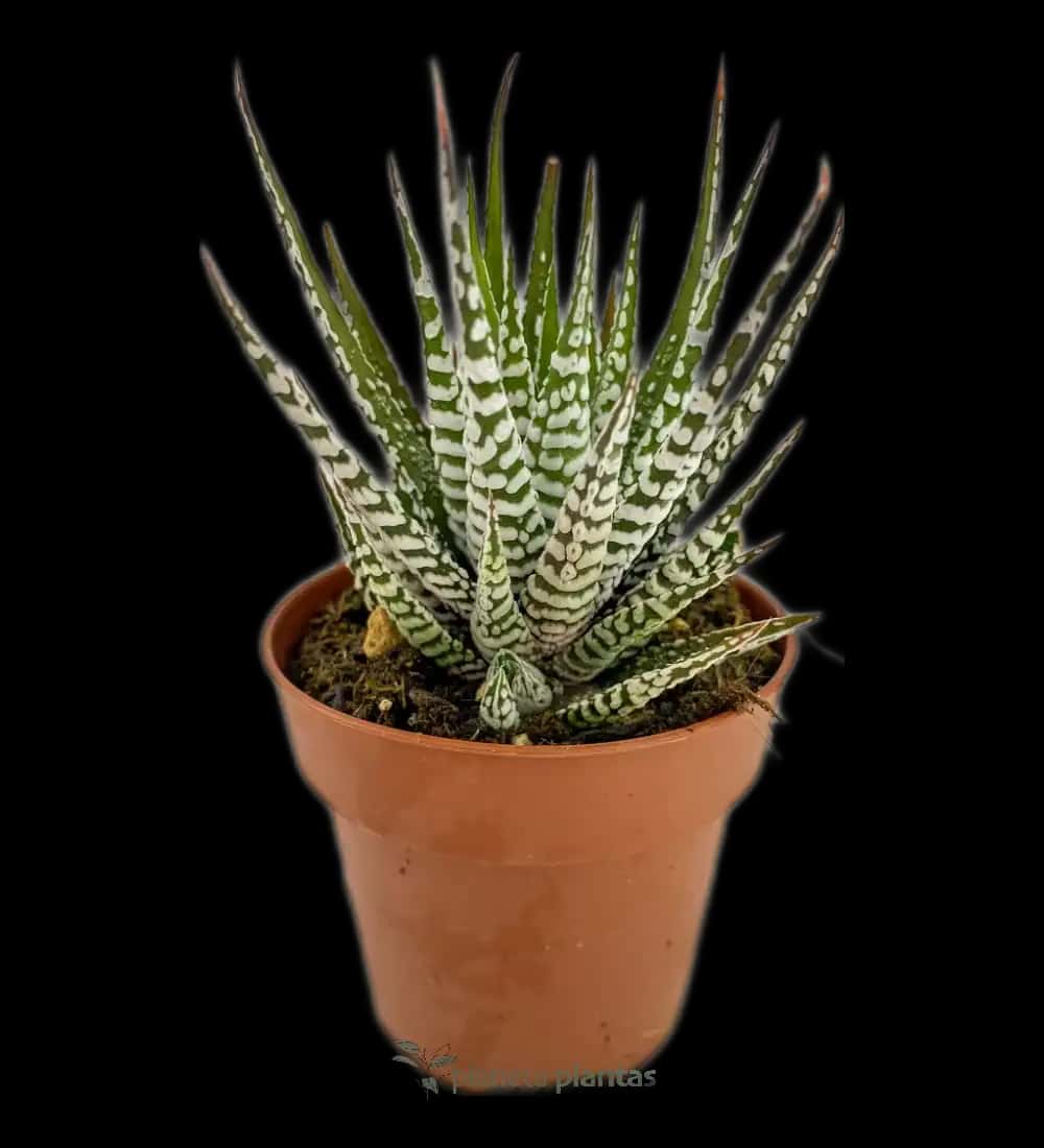 Planta Cebra - (Haworthiopsis Fasciata )