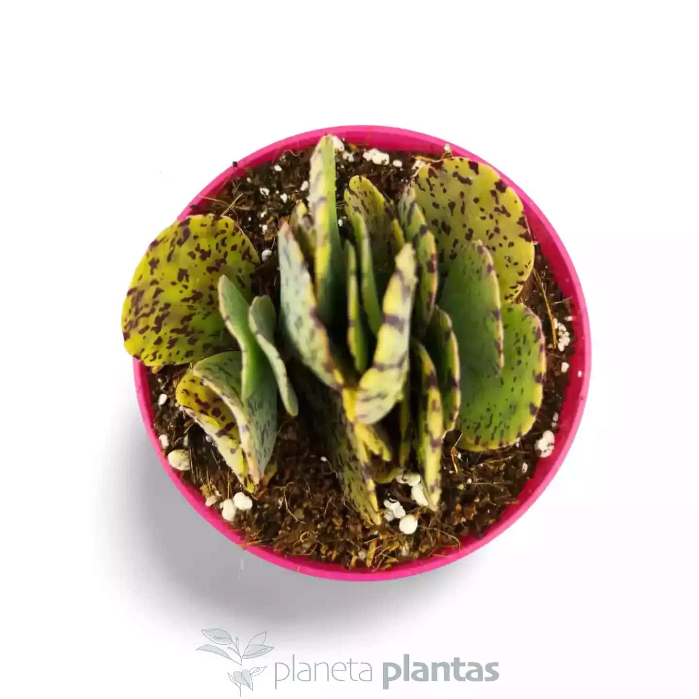 Kalanchoe marmorata