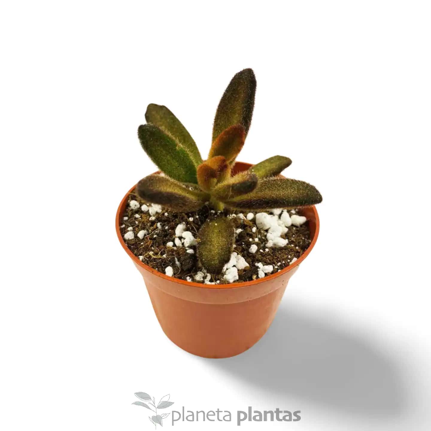 Kalanchoe tomentosa ‘Chocolate Soldier’