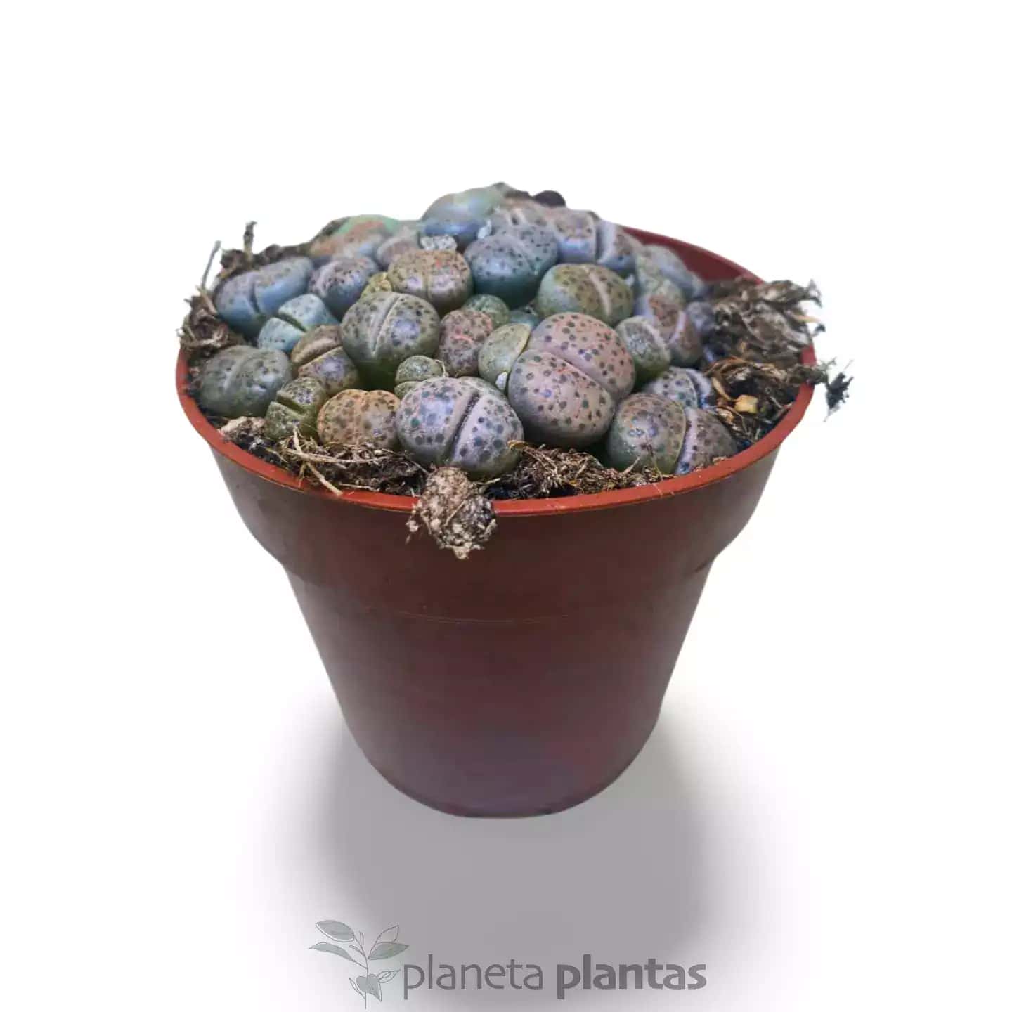 Lithops Variedad
