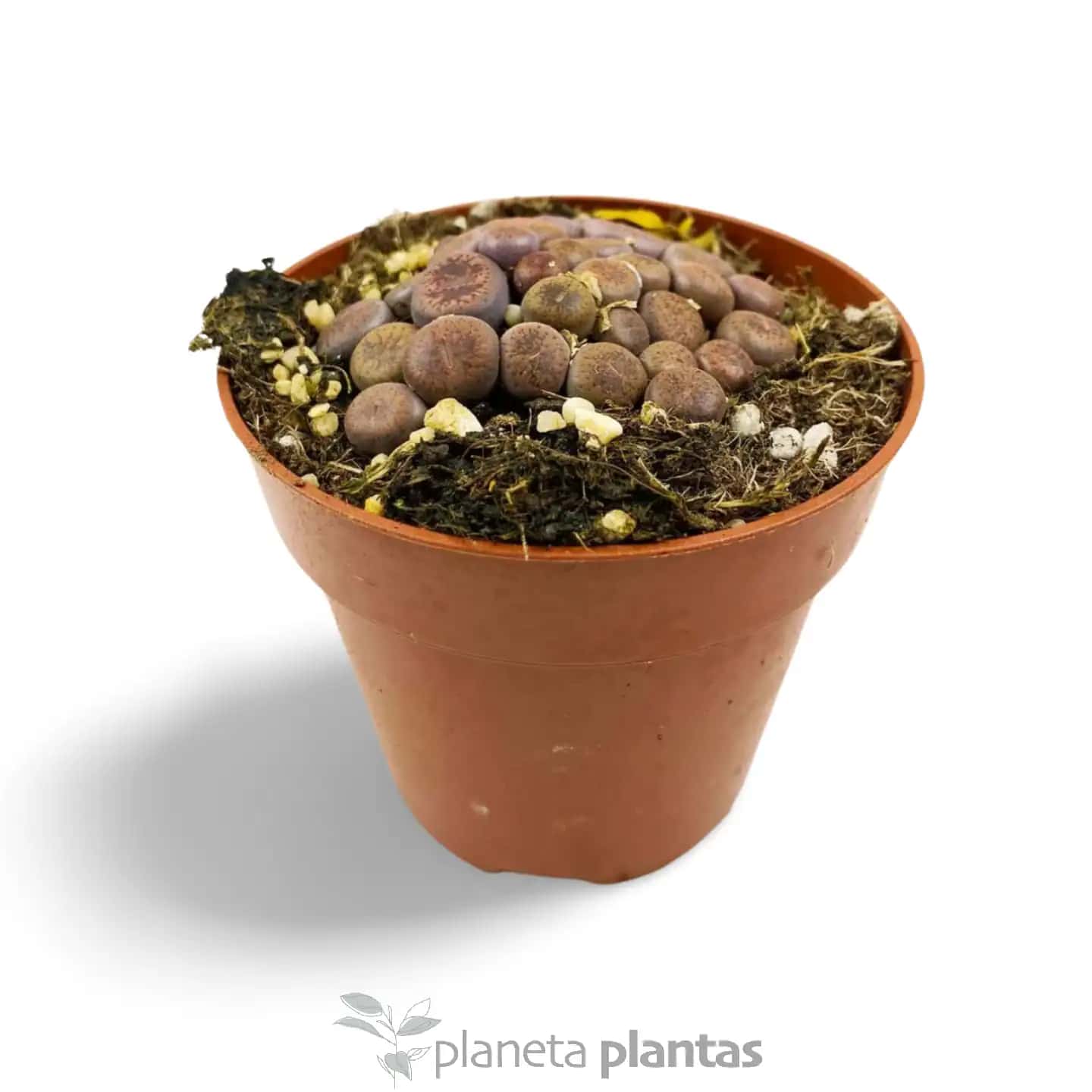 Lithops Hookeri