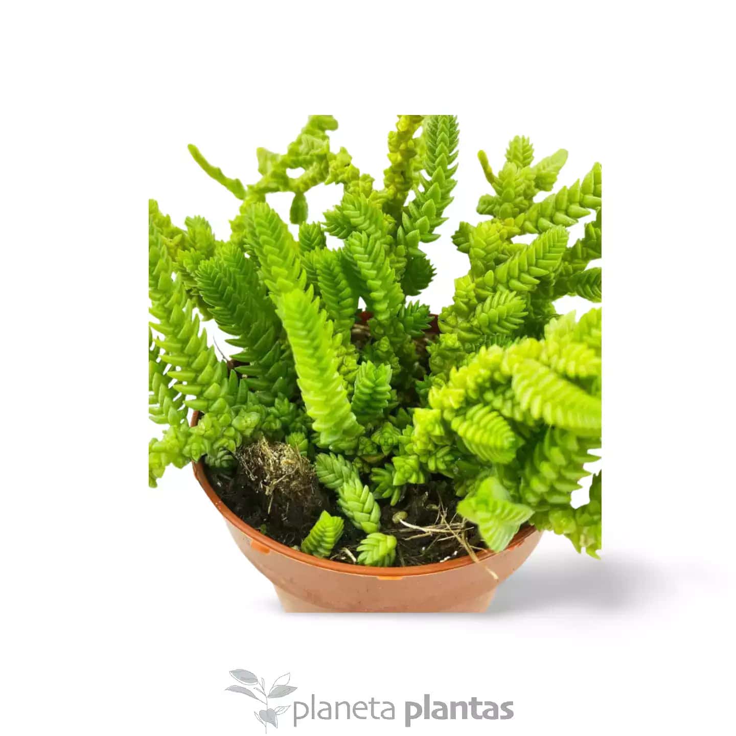 La Crassula Muscosa Cordo n de San Jose