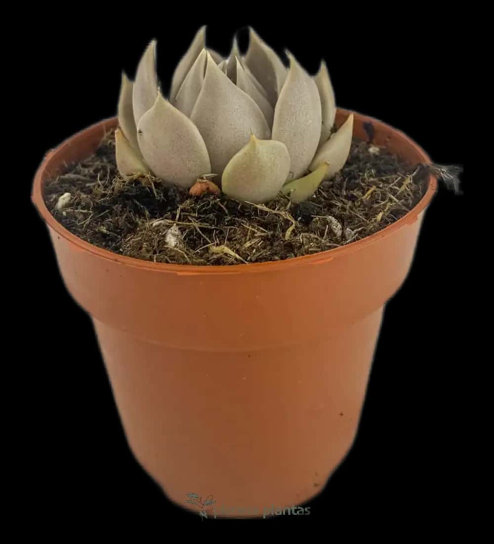 Lenophyllum Texanum