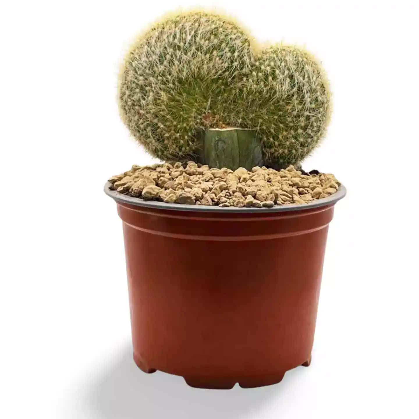 Mammillaria Geminispina Crestada Grande