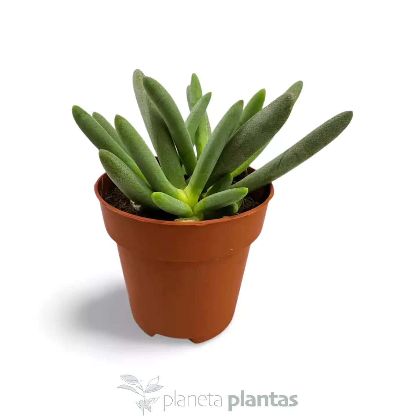 Marlothistella Uniondalensis