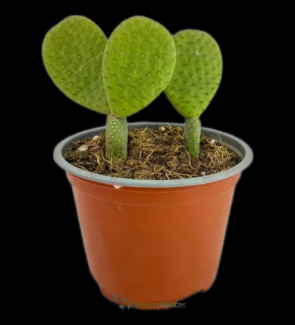 Oreja De Conejo - (Opuntia Microdasys)