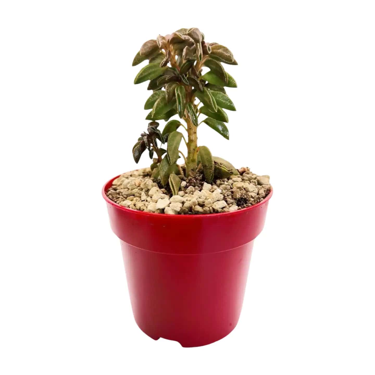 Peperomia Asperula