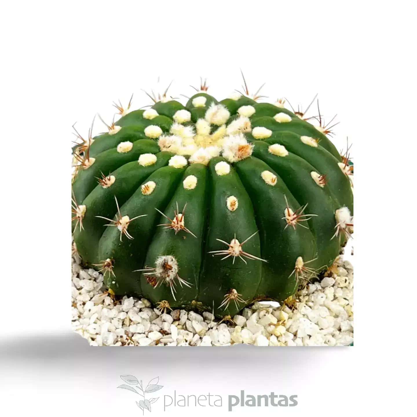Parodia Uebelmanniana