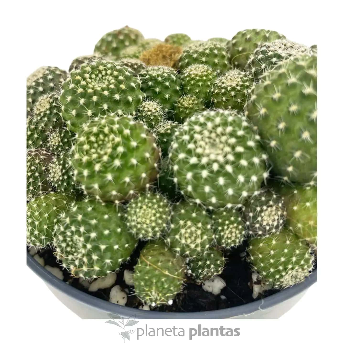 Rebutia Albiflora
