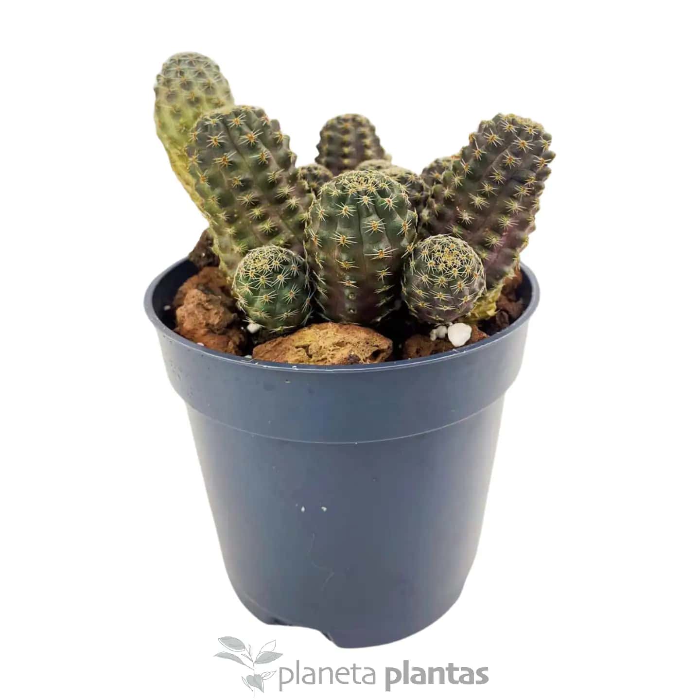 Rebutia Diersiana