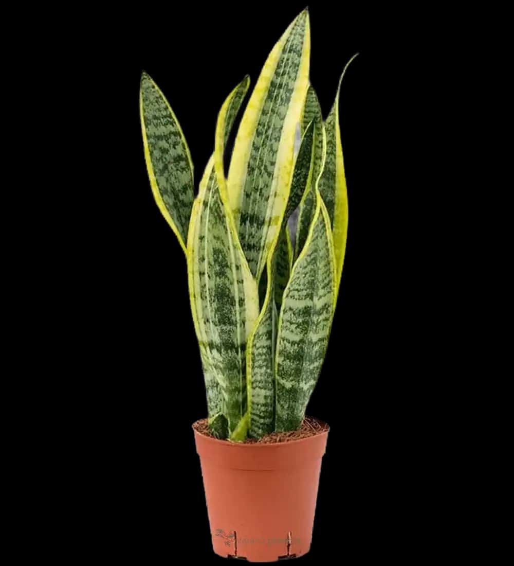 Lengua De Suegra - (Sansevieria Trifasciata) -XL