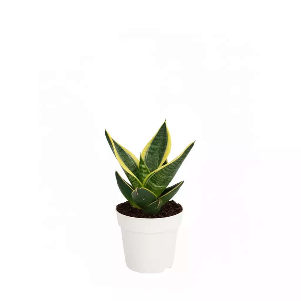 Lengua De Suegra - (Sansevieria Trifasciata) -M