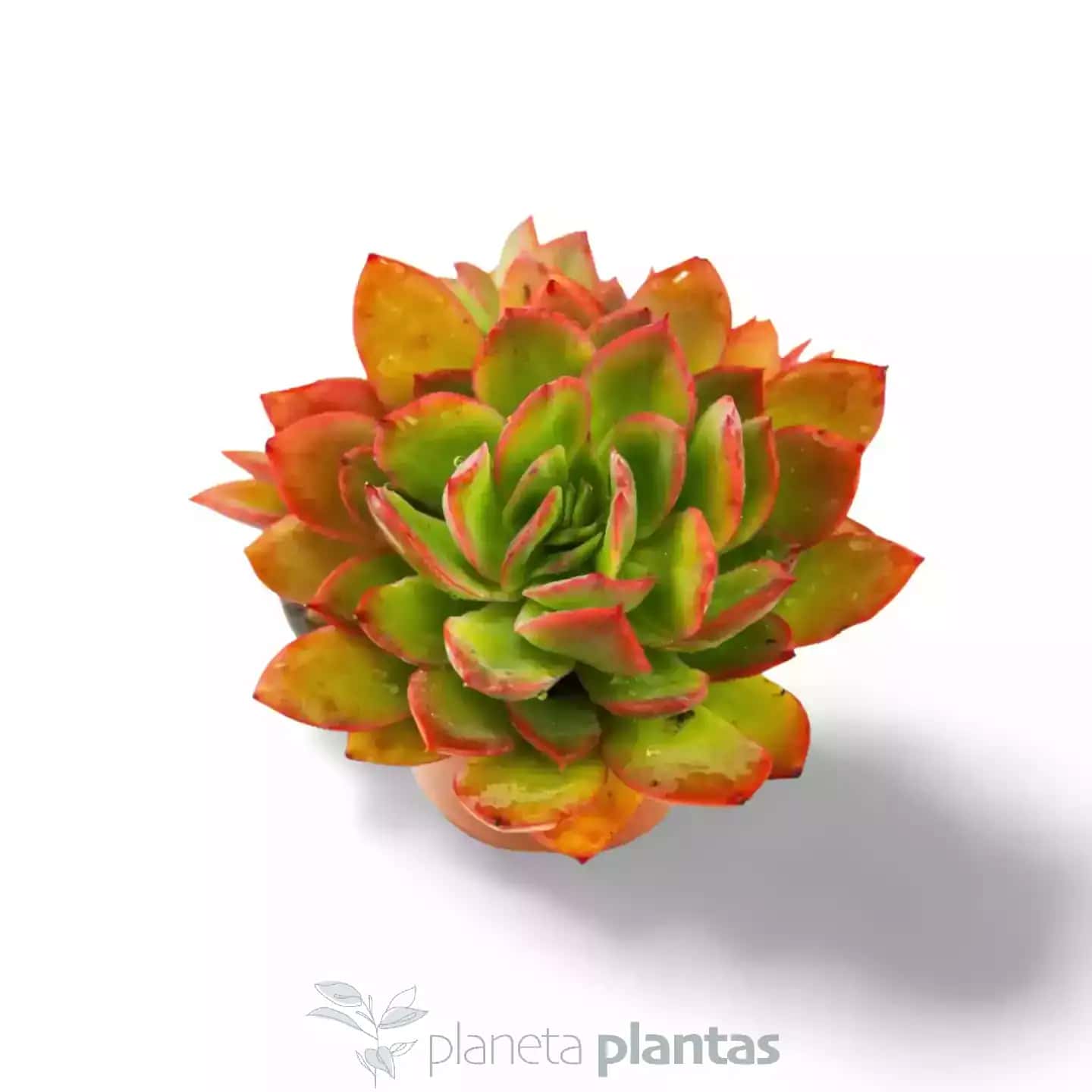 Sedeveria Letizia XL