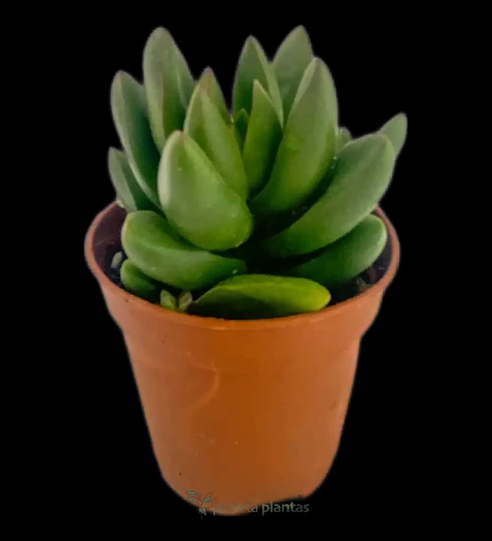 Sedum Spring Glow