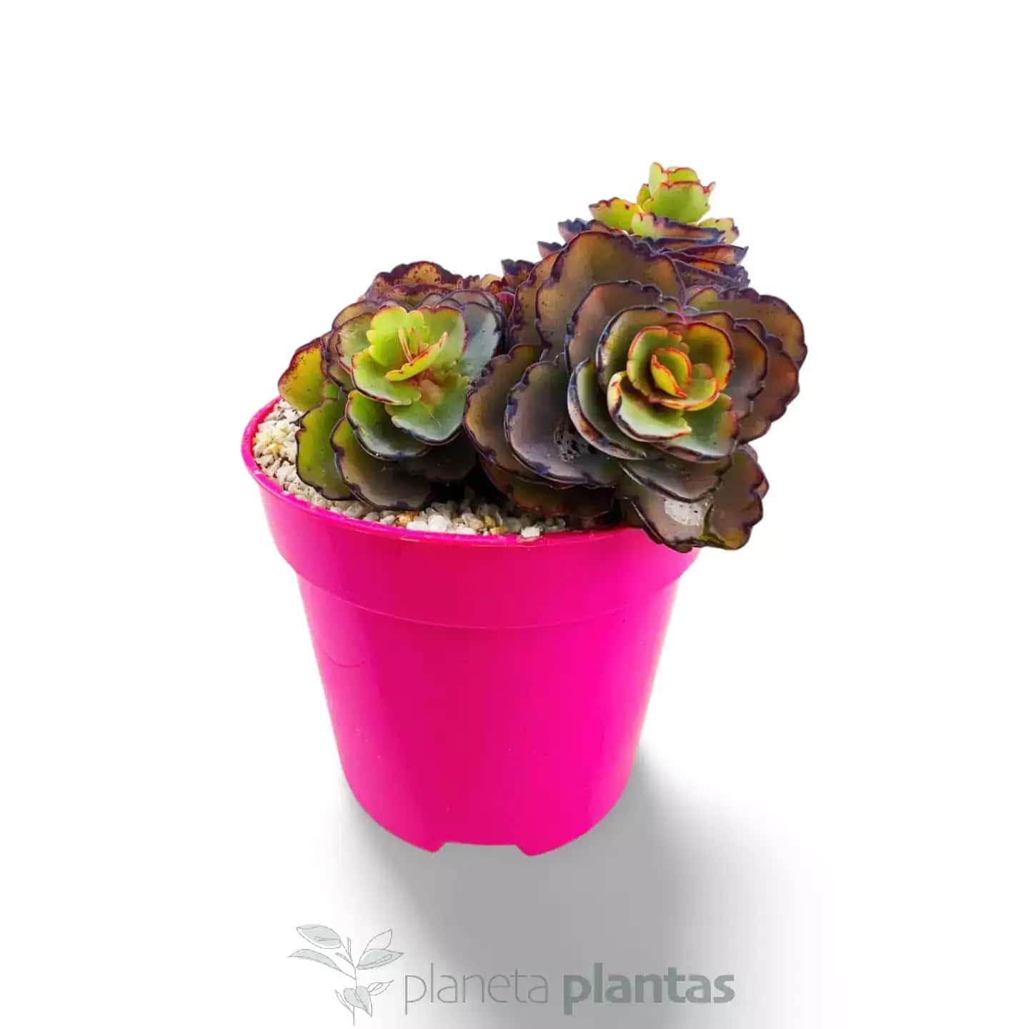 Sedum spurium Sangre de dragon