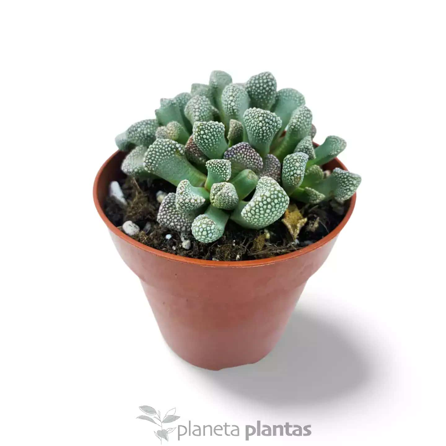 Titanopsis Schwantesii