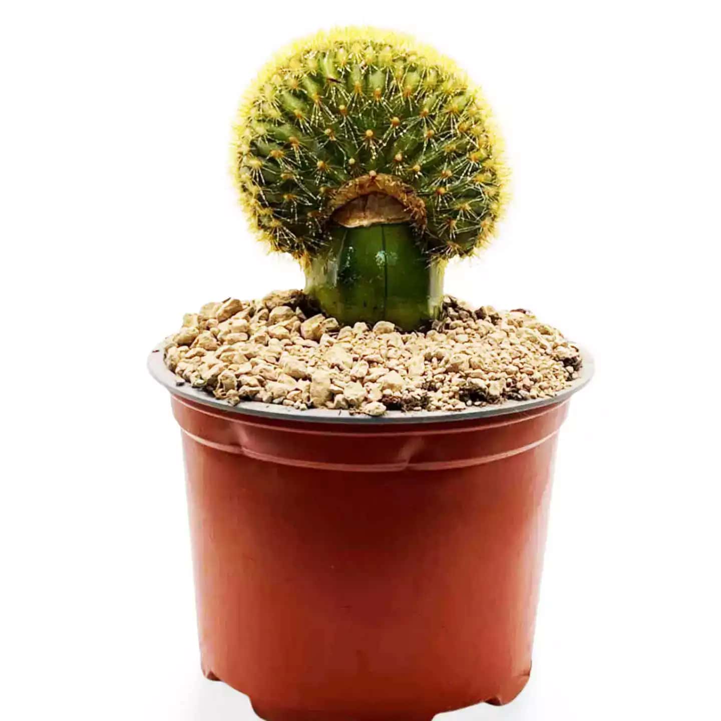 Vatricania Guentheri Cristata Grande