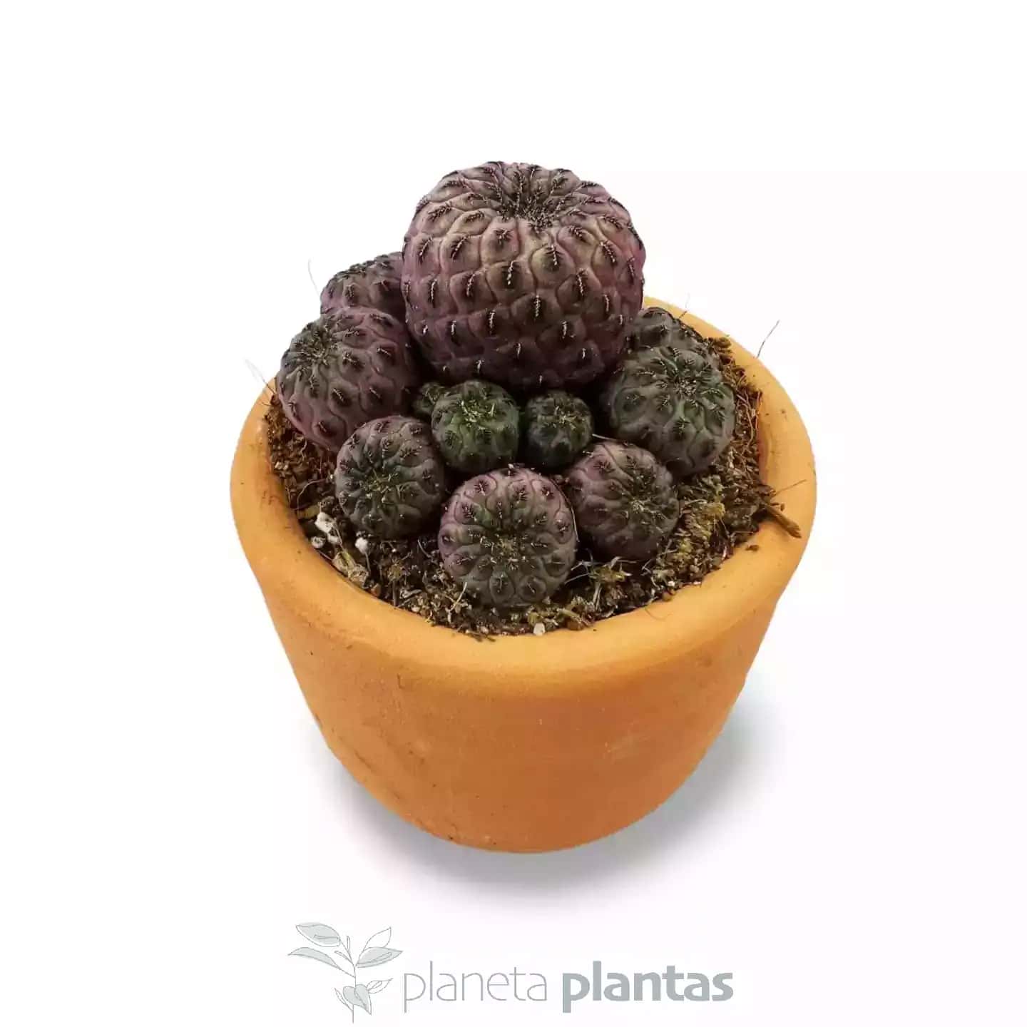 Weingartia Rauschii Violacidermis