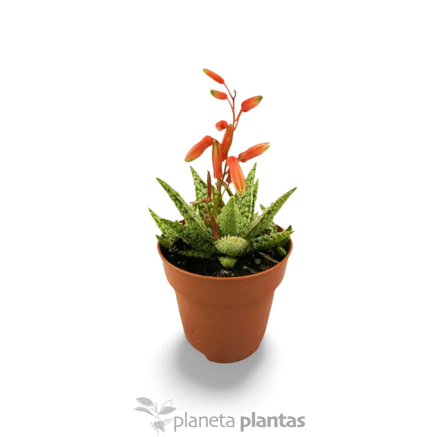 Aloe Christmas Carol