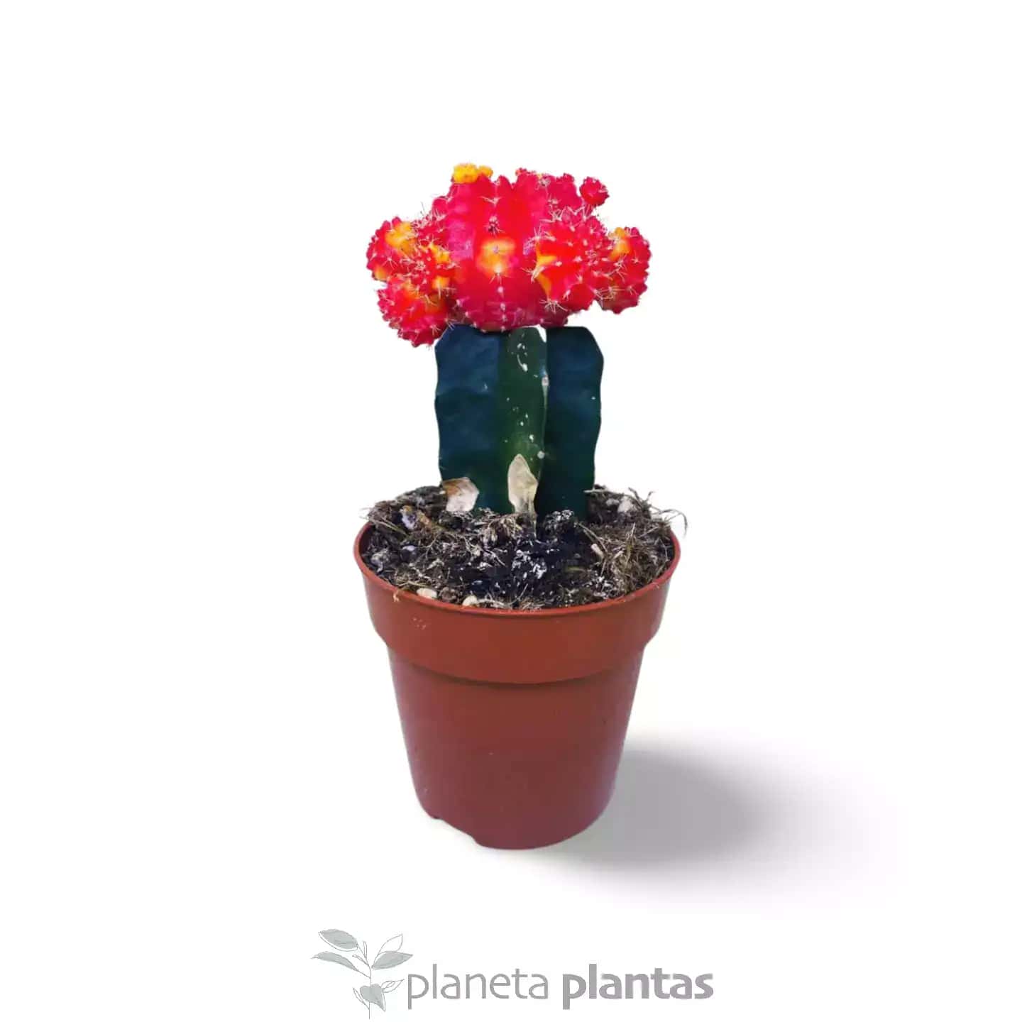 Cactus Gymnocalycium  Luna roja injertada