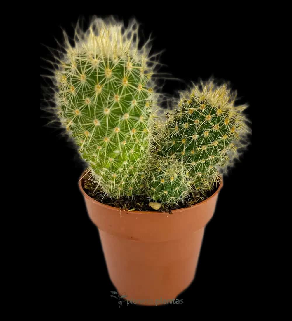 Barril De Oro - (Echinocactus Grusonii )